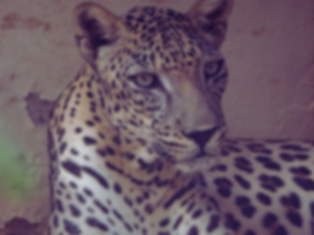 Leopardo árabe en cautividad