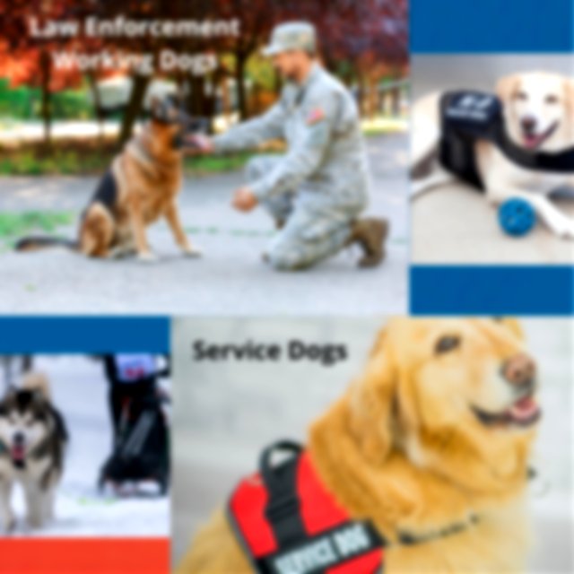 Working Dogs that are categorized as Law Enforcement Working Dogs and Service Dogs to support those who need it.