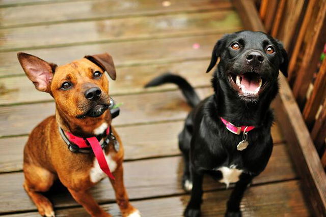 Two dogs looking at the camera, one black and one brown