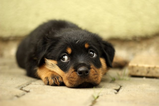 cachorro de perro con mirada tierna