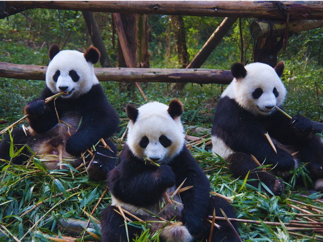 Osos panda comiendo bamb&uacute; sentados
