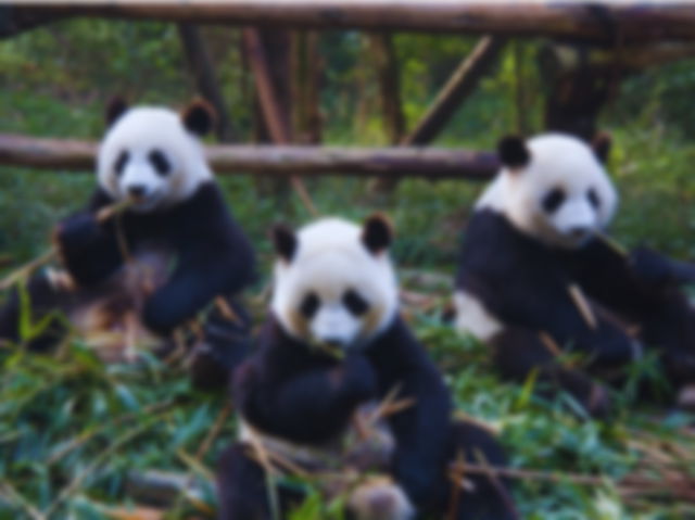 Osos panda comiendo bambú sentados