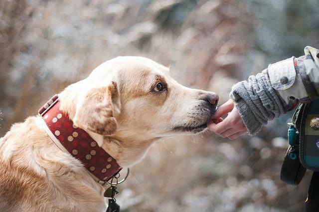 Imagen de un perro Labrador.