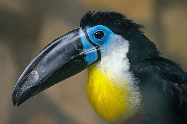 A closeup photo of a hornbill with a black and blue beak, a yellow and white chest and black feathers