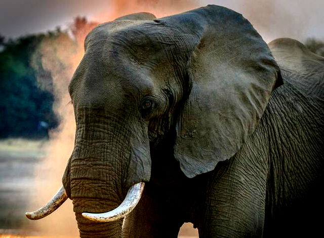 An elephant with tusks, orange sand floating around his background