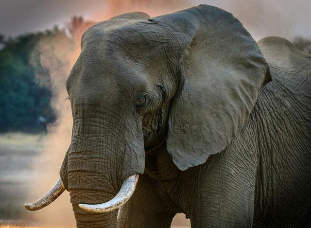 An elephant with tusks, orange sand floating around his background