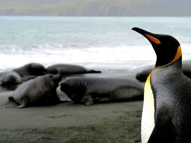 Penguin looking left with blurred background