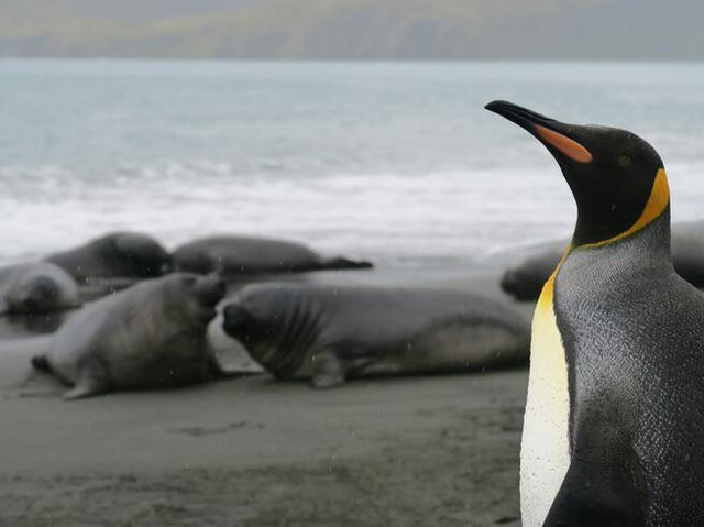 Penguin looking left with blurred background