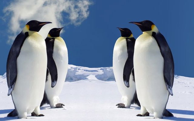 pinguins