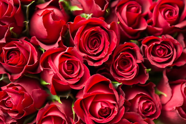 Rosas de color rojo