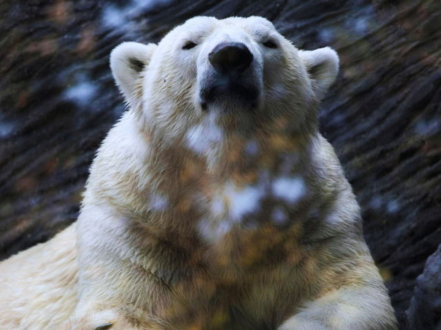 Polar Bear