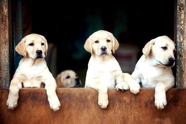three golden Labrador puppies on their hind legs looking over a fence, one blurred in the background