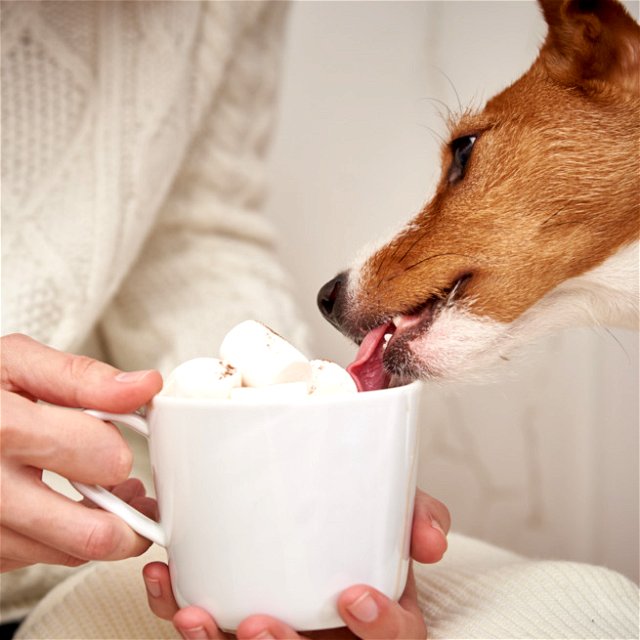 A dog delightfully licking through a cup of a whipped cream treat nicknamed a Puppuccino, while his owner holds the cup for him.