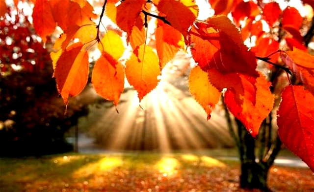 Paisagem de outono com árvore avermelhada