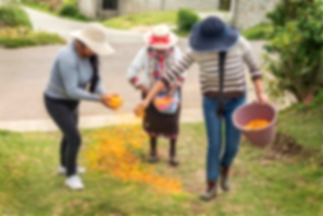 People creating a path of marigold to invoke their ancestral spirit on the Day of the Dead