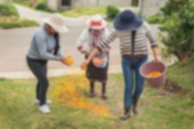 People creating a path of marigold to invoke their ancestral spirit on the Day of the Dead