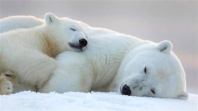 Urso polar dormindo com filhote