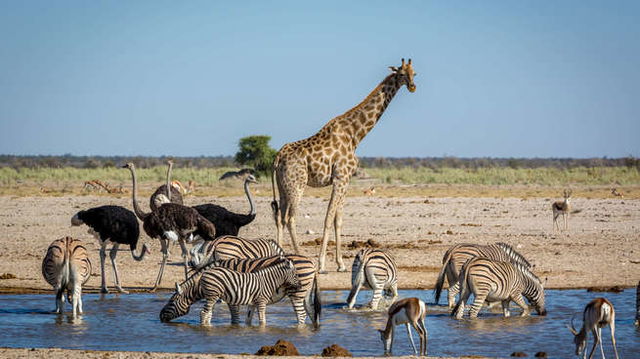 Animais selvagens à beira de um lago