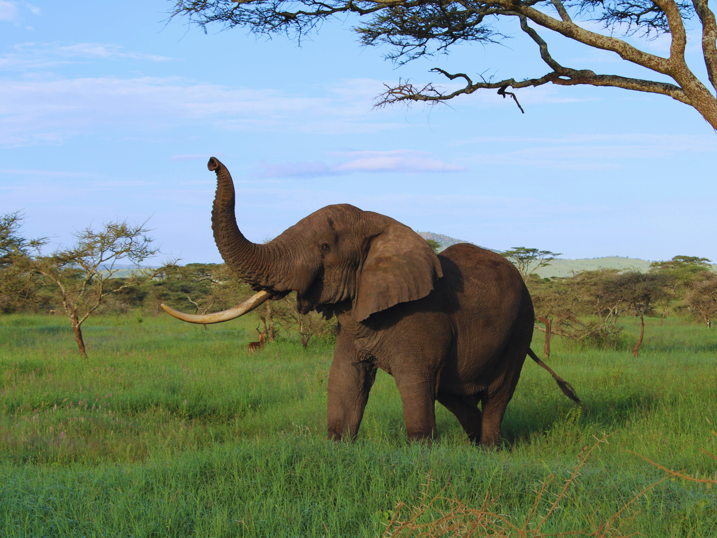 Dia Mundial do Elefante