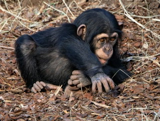Día Mundial del Chimpancé