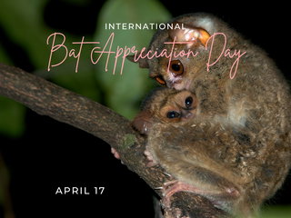 International Bat Appreciation Day