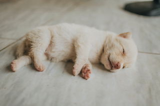 National Puppy Day National Puppy Day