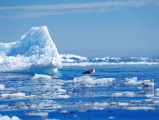Día del Hielo Marino Ártico