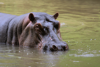 World Hippo Day