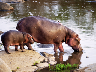 Día Mundial del Hipopótamo