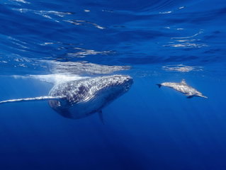 Día Mundial de las Ballenas y los Delfines