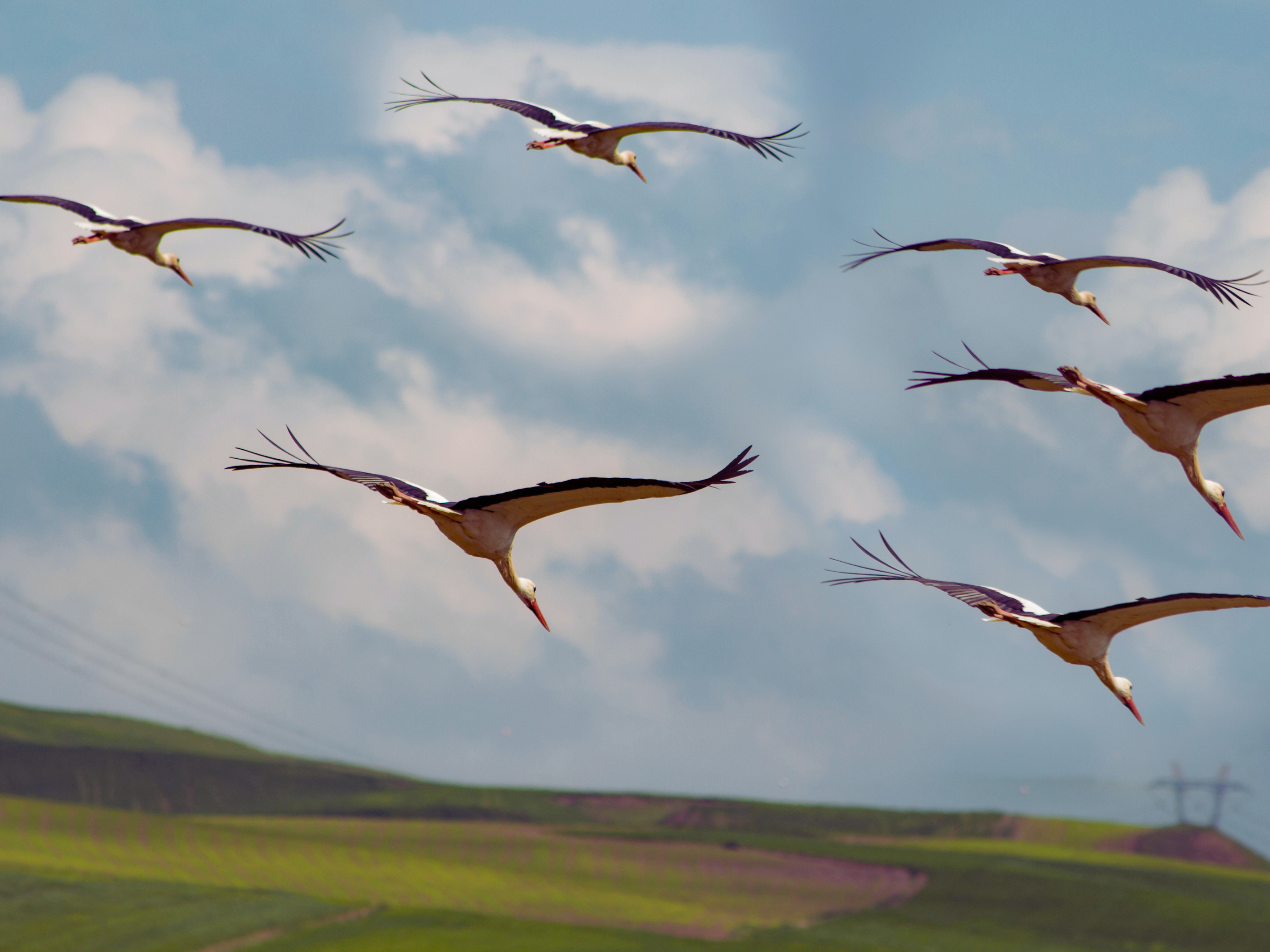 Día Mundial de las Aves Migratorias