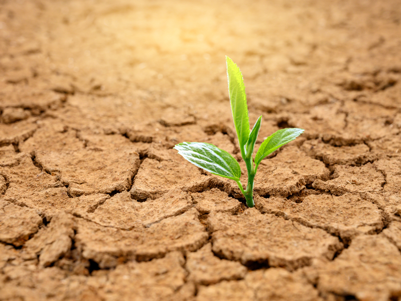 Dia Mundial do Combate à Seca e à Desertificação