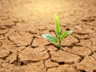 Dia Mundial do Combate à Seca e à Desertificação