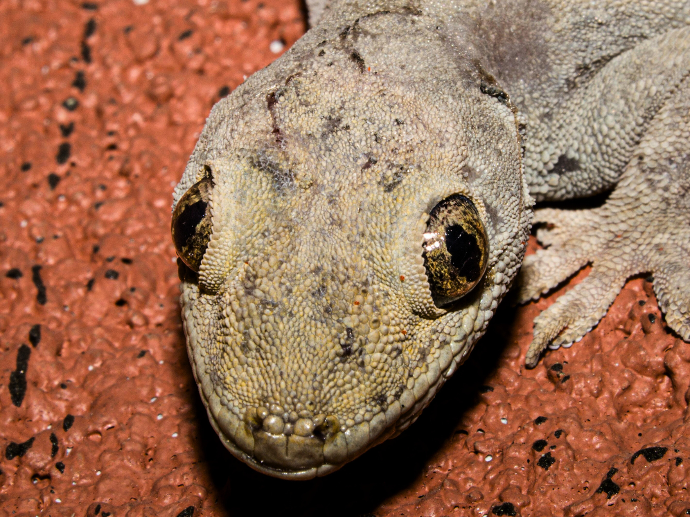World Lizard Day